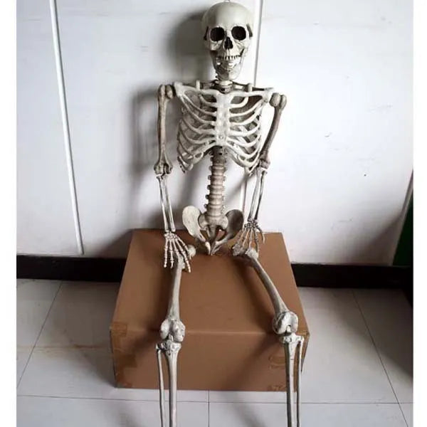 170cm tall plastic skeleton model for anatomical study and decorative props