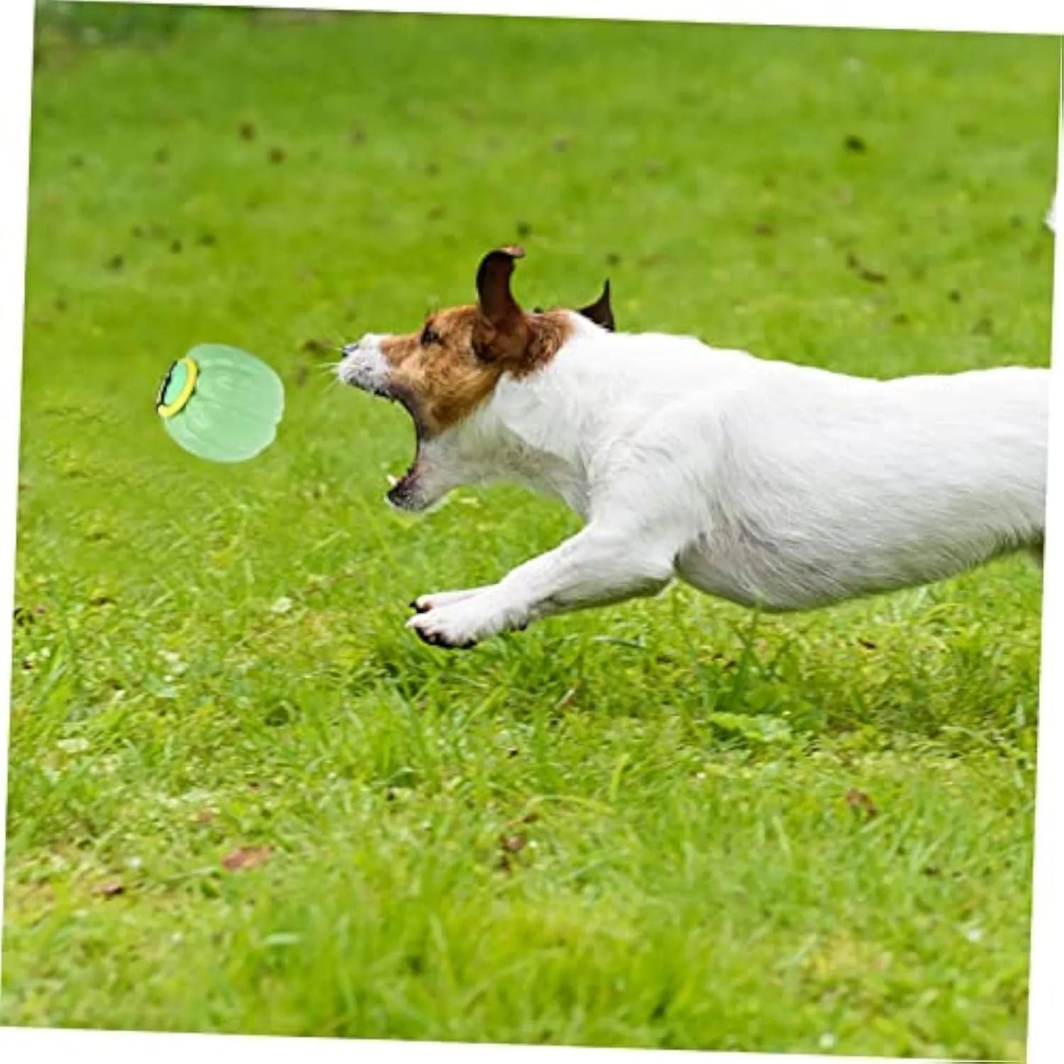 Green, orange, and yellow plastic pumpkin-shaped dog balls with squeakers for small dogs