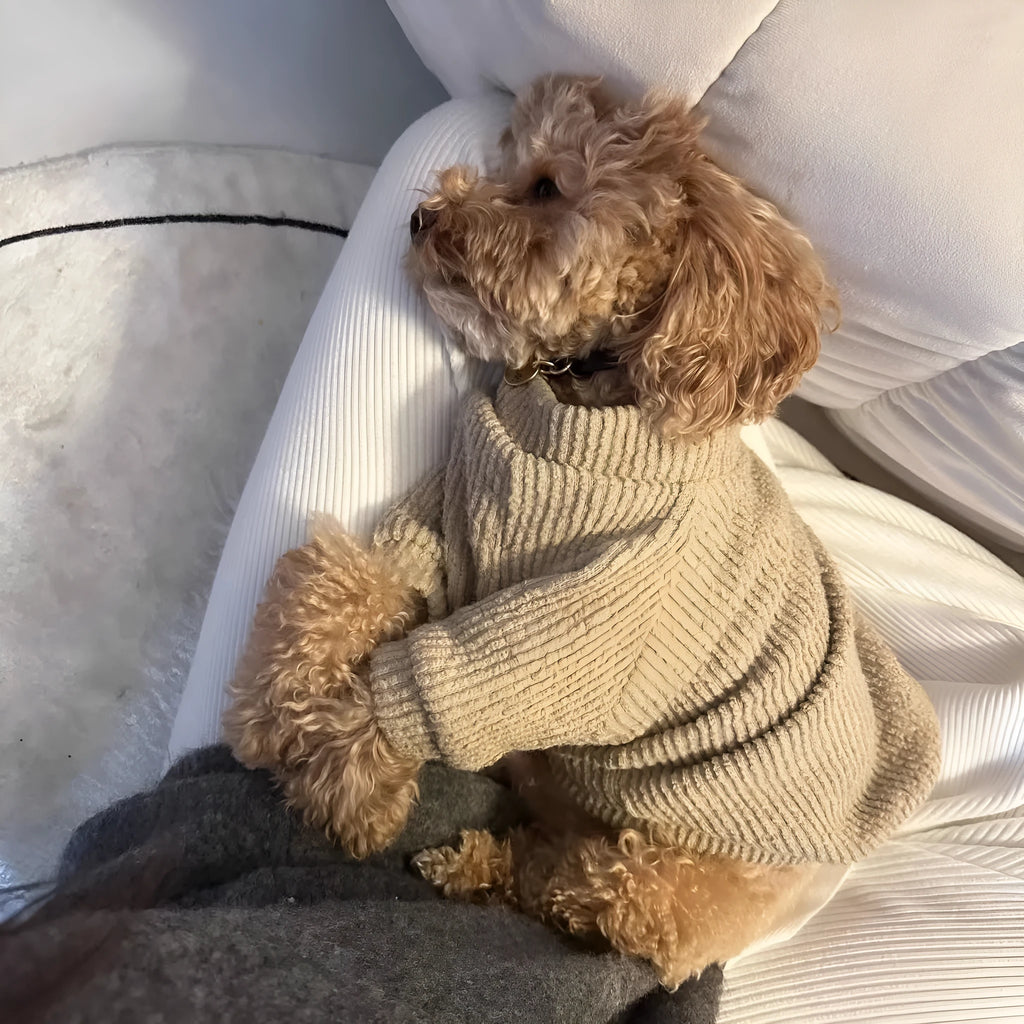 Brown cloth pullover sweater on a small dog, showing casual style.
