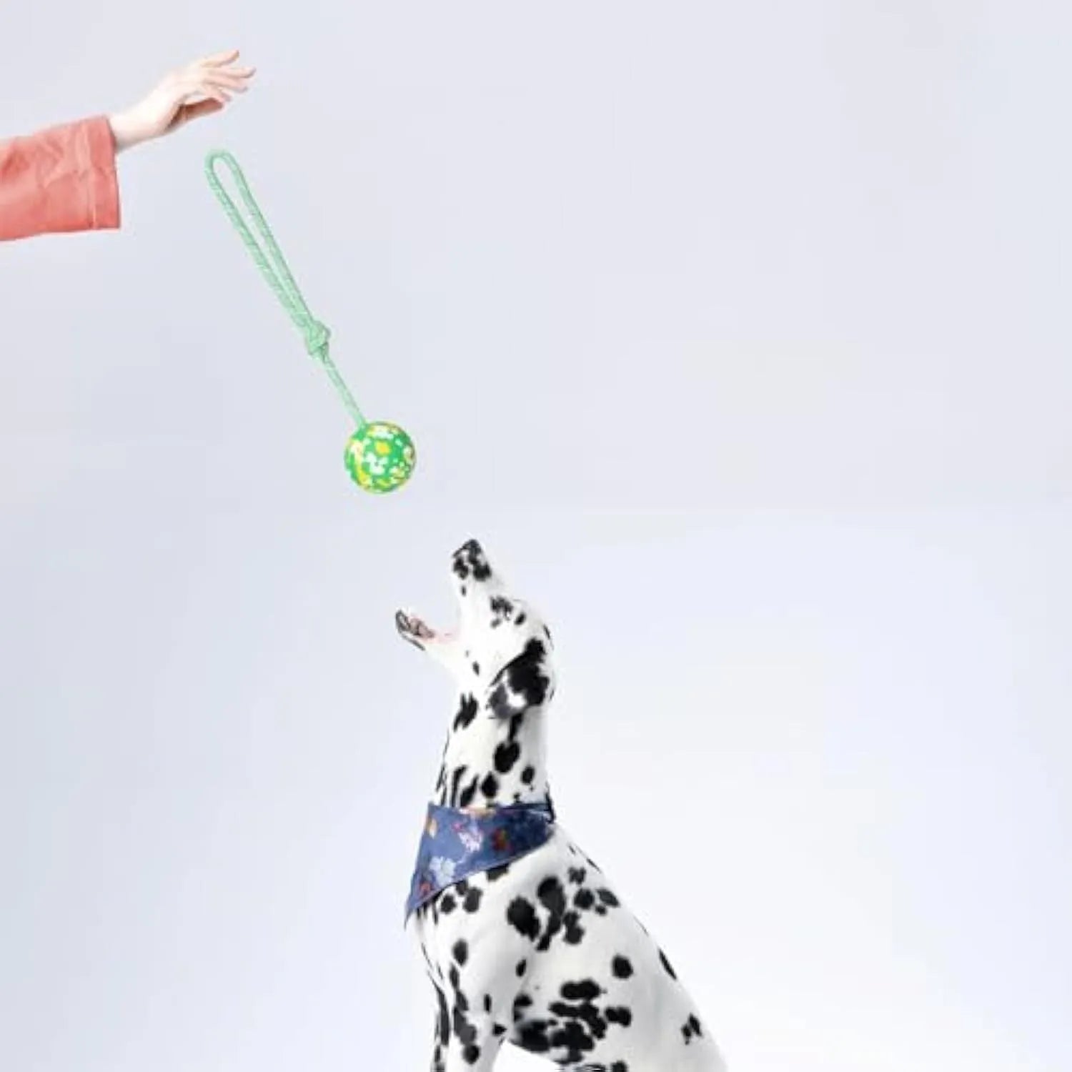 Natural rubber dog ball attached to nylon rope for interactive fetch and tug games