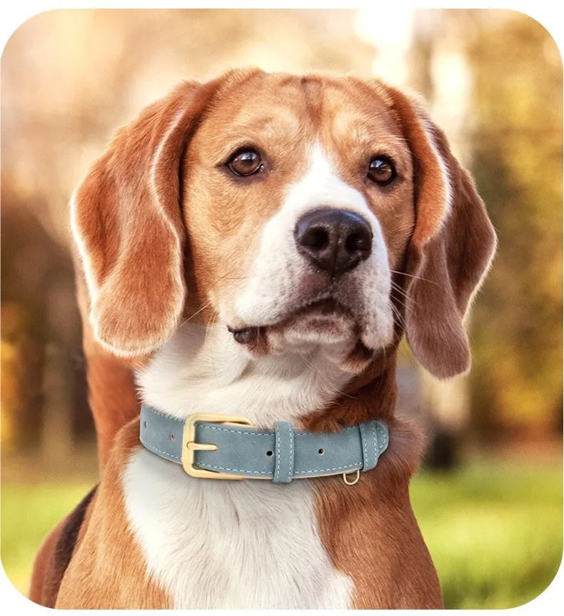 Blue double-layer leather dog collar and matching lead set for medium-sized dogs