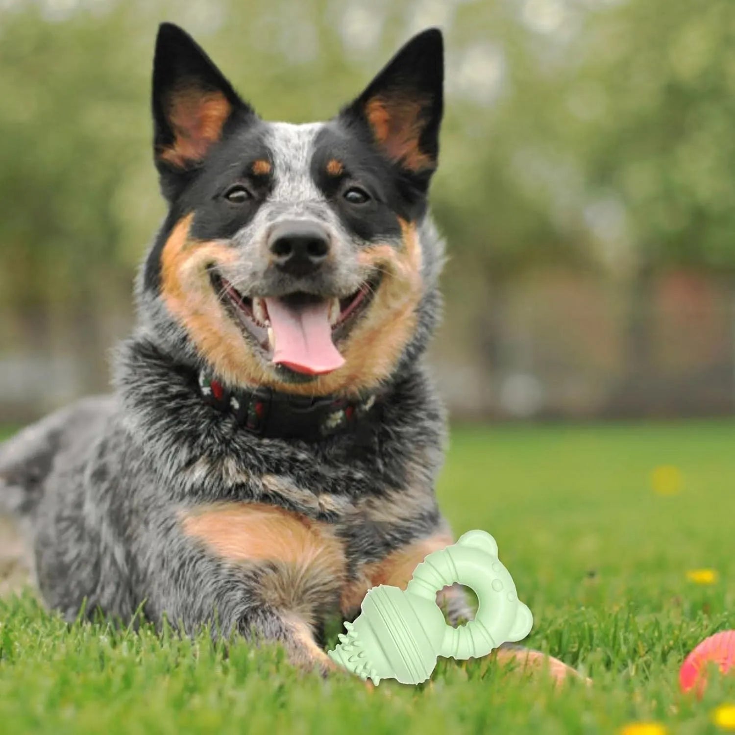 Blue rubber dog chew toy with textured surface and bell inside for dental cleaning and play