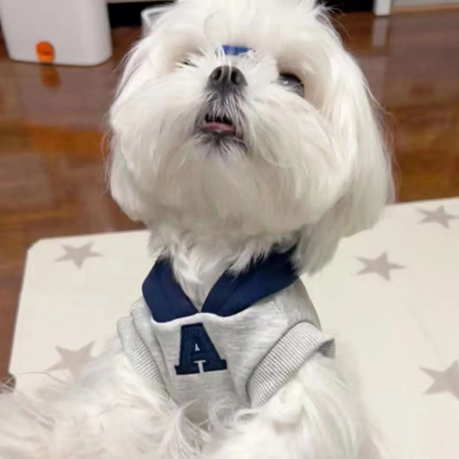 Blue and grey white slim-fit polyester hoodie for pets with reflective lettering on the back.
