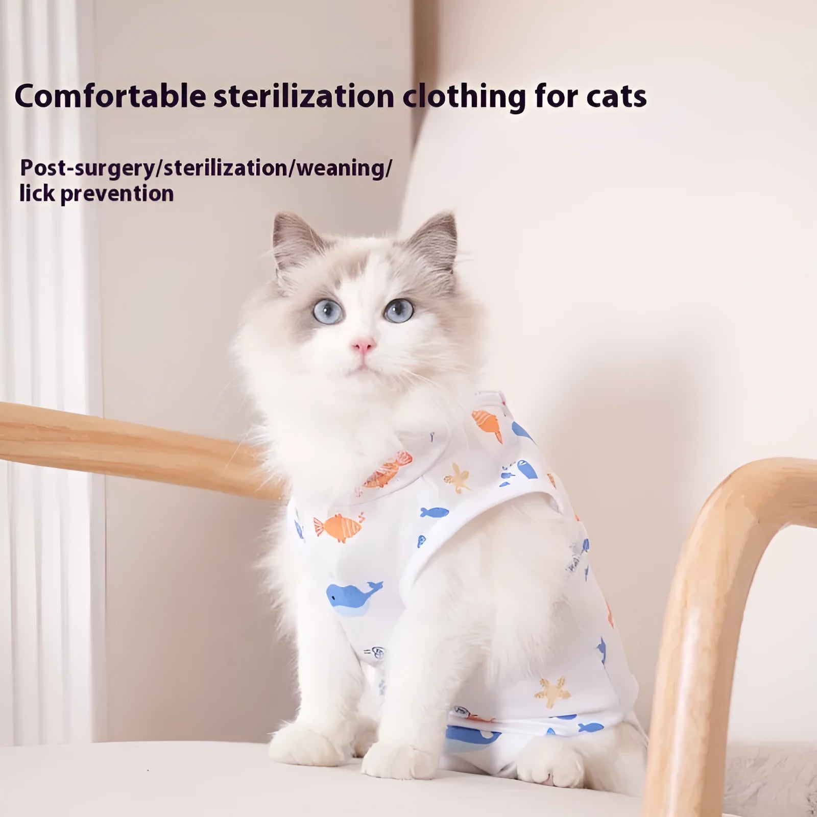 Cat wearing sterilisation suit with velcro fastening after surgery