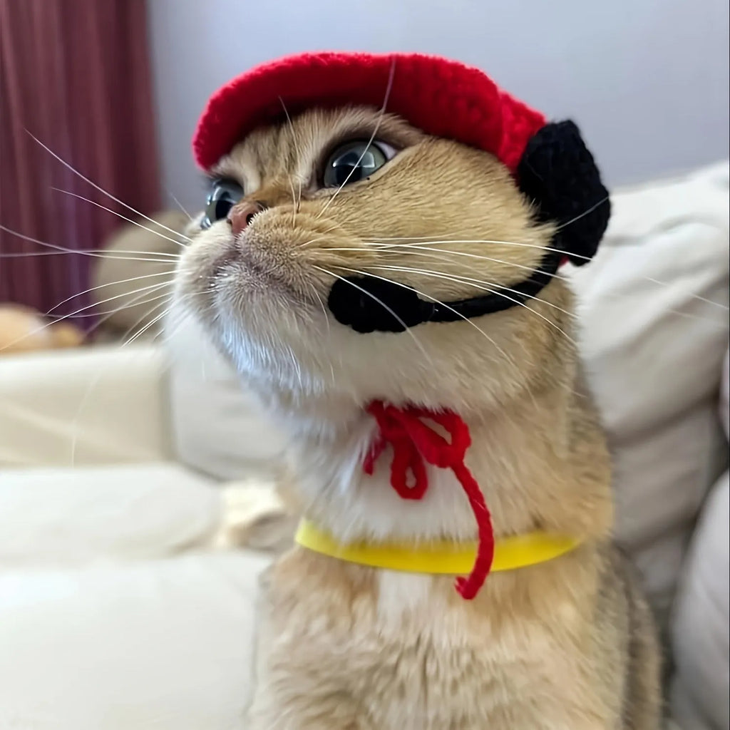 Handmade chef hat and cotton knitted sweater costume on a small cat